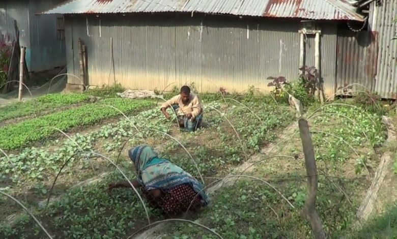 নাটোরে বাড়ির আঙ্গীনায় চারা ও সবজি চাষে ভাগ্য বদল 1