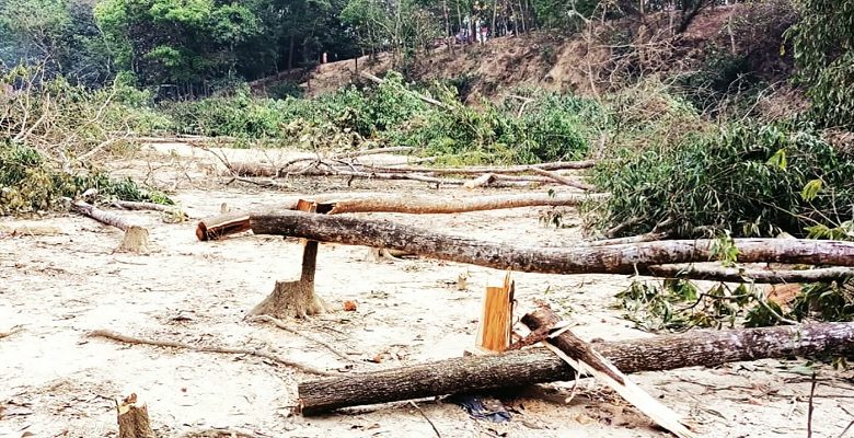 সরফভাটায় দুই হাজার গাছ কেটে ফেলল দুর্বৃত্তরা 1 image 230687 1616220580 5