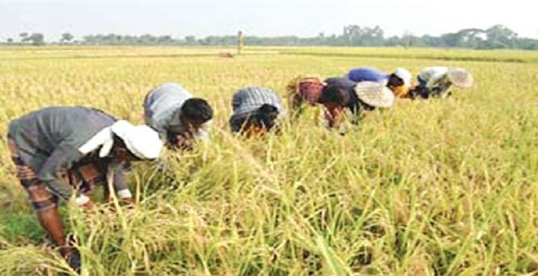 চলতি ইরি-বোরো মৌসুমে, বাম্পার ফলনে খুশি, নওগাঁর কৃষকরা। 1