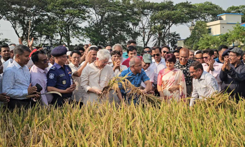 দুই উপদেষ্টা ধান কাটলেন আড়িয়াল বিলে 1 উপদেষ্টা ধান