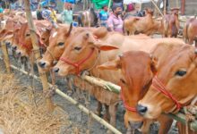 15 06 24 Dholaikhal Cow Hat 14 8636ac693485ed2c1dec64cfd0ed5640