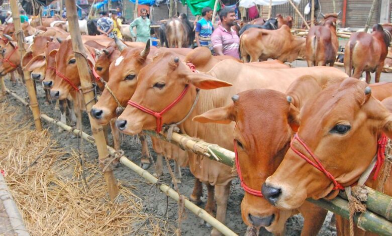 স্ত্রীর দেনমোহর বাকি থাকলে কি কোরবানি দেওয়া যাবে 1 15 06 24 Dholaikhal Cow Hat 14 8636ac693485ed2c1dec64cfd0ed5640