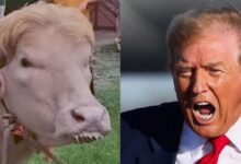 Trump Cow 6a1139cba6456