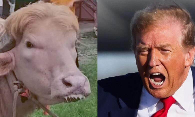Trump Cow 6a1139cba6456