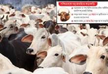cow 1