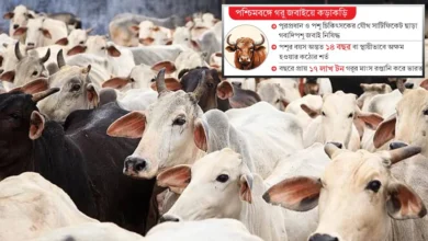 cow 1