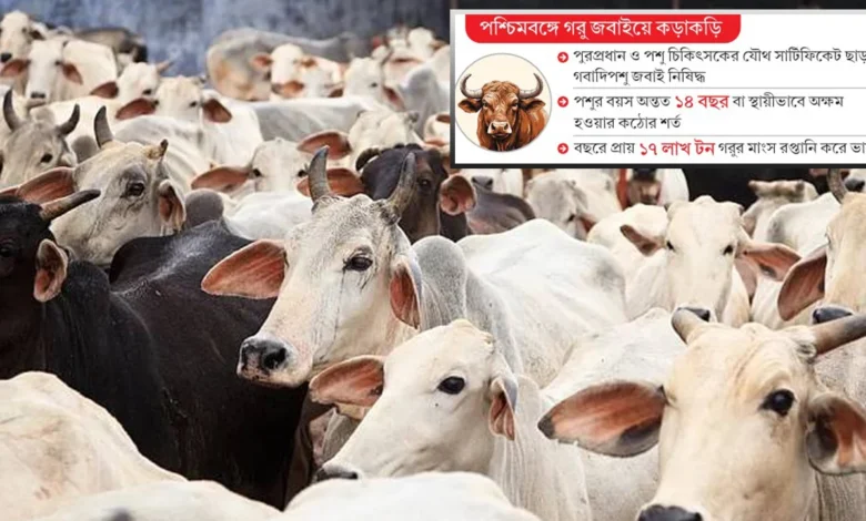 cow 1