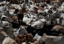 cows slaughter deshkalnews 1778776032