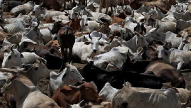 cows slaughter deshkalnews 1778776032
