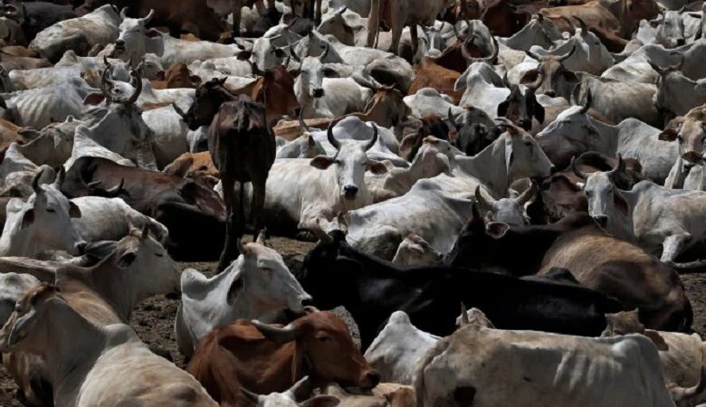 cows slaughter deshkalnews 1778776032