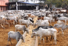 dhanbad jharkhand dhanbad hindustan rescued shelter cattle 54601bb2 6606 11e7 95fb ec6334583ea6