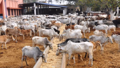 dhanbad jharkhand dhanbad hindustan rescued shelter cattle 54601bb2 6606 11e7 95fb ec6334583ea6