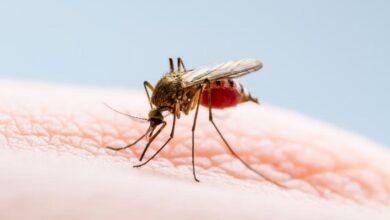 dengue